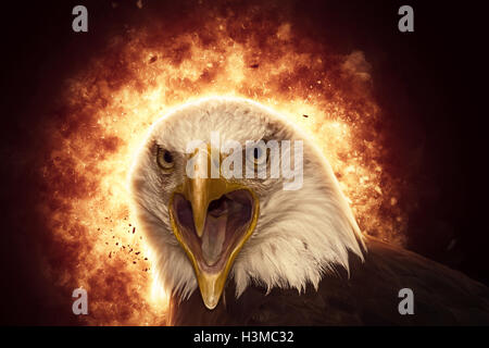Portrait of an American bald eagle Stock Photo