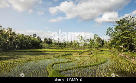 Paddy field, Gili Meno, Lombok, Indonesia Stock Photo