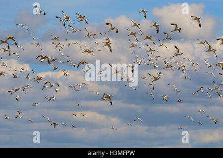 Pied Avocet Recurvirostra avosetta large flock in flight Stock Photo