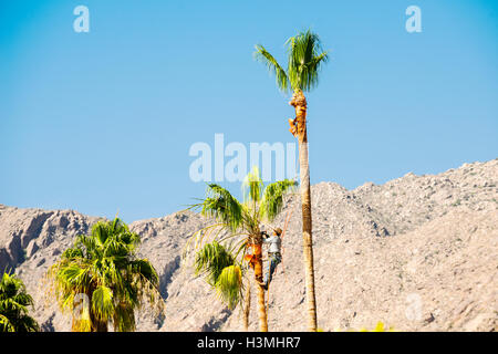 Man trimming palm tree in the California Desert Stock Photo