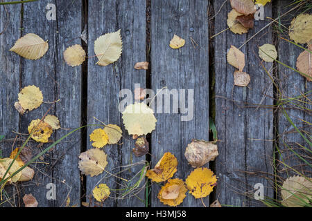 Weathered wooden planks, hays and fallen leaves viewed from above in the autumn. Stock Photo