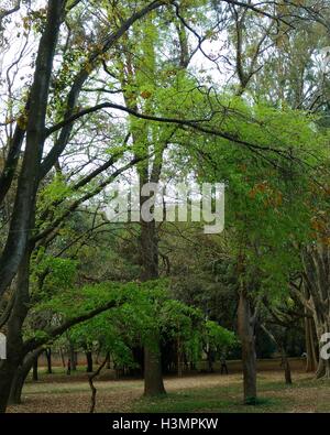 green trees in cubbon park bangalore Stock Photo