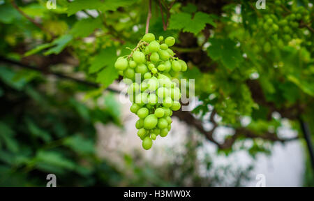 Growing grapes hanging from a vine in a greenhouse. Stock Photo