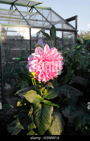 DAHLIA LAVENDER PERFECTION. Stock Photo