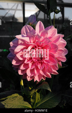 DAHLIA LAVENDER PERFECTION. Stock Photo