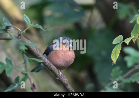 Chaffinch sitting on a branch Stock Photo