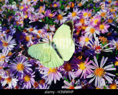 White cabbage butterfly (Pieris rapae) sits on purple aster meadow with opened wings Stock Photo