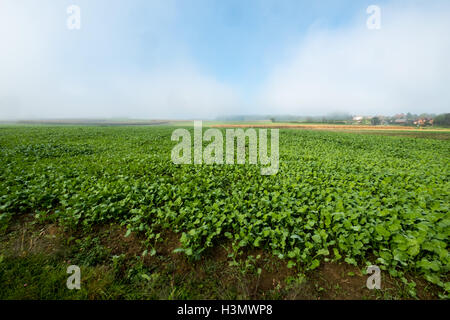 Green field clouds and blue sky Stock Photo