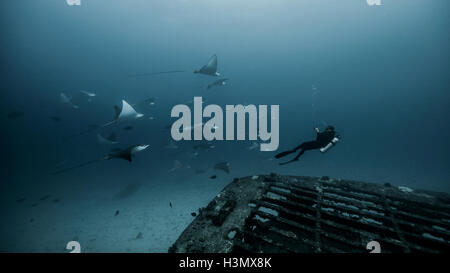 Underwater view of diver swimming among Manta Ray Stock Photo