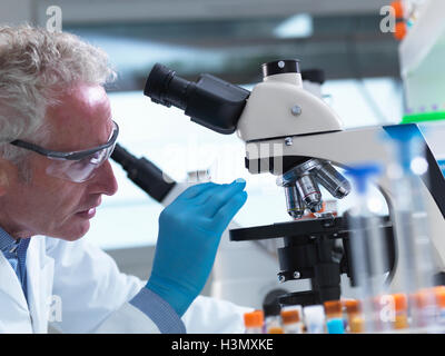 Scientist preparing a sample slide containing a human specimen to view under a microscope in laboratory for medical testing Stock Photo