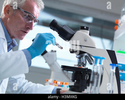 Scientist reading sample information on a blood sample ready to view under a microscope in laboratory for medical testing Stock Photo