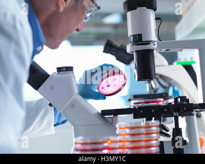 Microbiology, Scientist using an inverted light microscope to view culture growth in petri dishes during an experiment Stock Photo