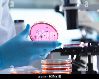 Microbiology, Scientist using an inverted light microscope to view culture growth in petri dishes during an experiment Stock Photo