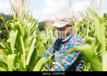 Farmer in corn field quality checking corn plants Stock Photo