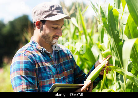 Farmer in corn field quality checking corn plants Stock Photo