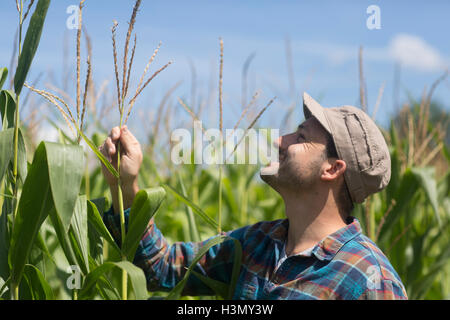 Farmer in corn field quality checking corn plants Stock Photo