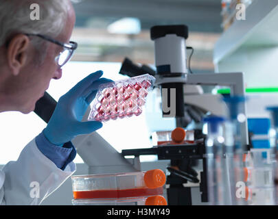 Scientist holding a multiwell plate containing growth medium commonly used in biological research to maintain and grow cells Stock Photo