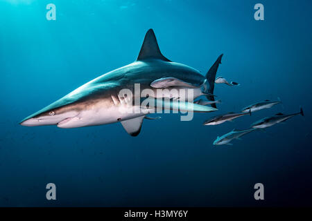 Oceanic Blacktip Shark (Carcharhinus Limbatus) swimming near surface of ocean, Aliwal Shoal, South Africa Stock Photo