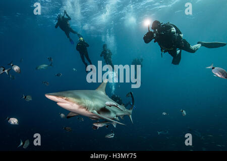 Scuba divers' encounter with large Oceanic Blacktip Shark (Carcharhinus Limbatus), Aliwal Shoal, South Africa Stock Photo