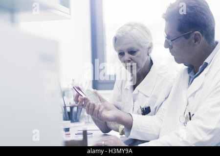 Scientists examining sample inside petri dish in laboratory Stock Photo