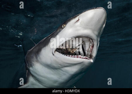Oceanic Blacktip Shark (Carcharhinus Limbatus) eating prey, Aliwal Shoal, South Africa Stock Photo
