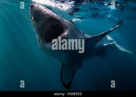 Great White Shark (Carcharodon Carcharias) swimming near surface of ocean, Gansbaai, South Africa Stock Photo