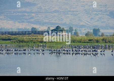 Crane birds and bird observation station, in Agamon Hula bird refuge, Hula Valley, Israel Stock Photo
