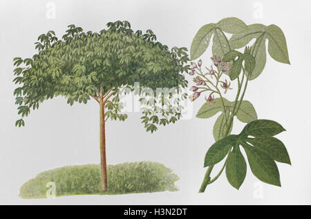 tree cassava or Ceara rubber tree, Manihot carthaginensis subsp. glaziovii, historical illustration, 1880 Stock Photo