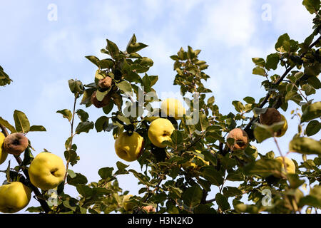 Yellow ripe and rotten quince on a tree in Moldova Stock Photo