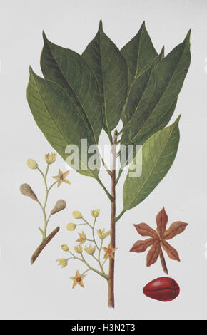 Cola acuminata, Cola nuts tree, Kola nut, historical illustration, 1880 Stock Photo
