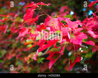 Maple Leaves Turning Red  in the Autumn Sunshine Stock Photo