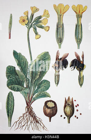 Primula veris, cowslip, common cowslip, cowslip primrose, historical illustration, 1880 Stock Photo