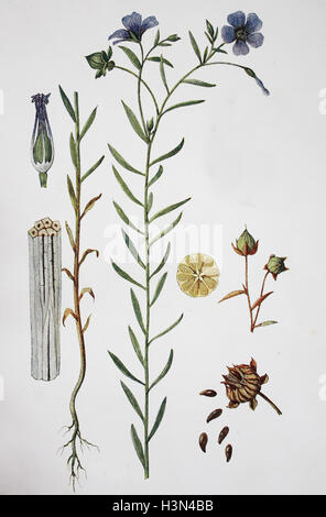 Flax, common flax or linseed, Linum usitatissimum, historical illustration, 1880 Stock Photo