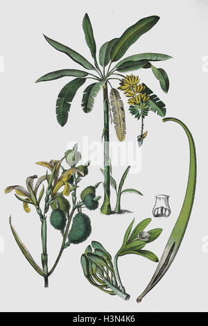 Musa paradisiaca, Banana tree, Canna indica, Indian shot, African arrowroot, edible canna and Vanilla, Vanilla planifolia, historical illustration, 1880 Stock Photo