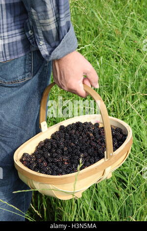 A trug filled with freshly picked hedgerow blackberries is carried in the English countryside on a fine September day - RELEASED Stock Photo
