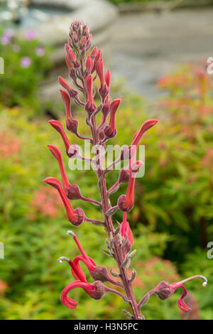 Lobelia tupa, Devil's Tobacco Stock Photo