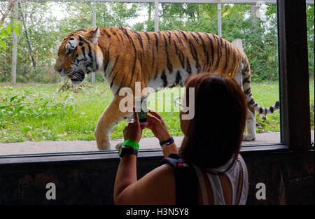 A woman taking a photo of the Siberian tiger with a cellphone in Granby Zoo, Quebec, Canada Stock Photo