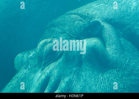 A hippo's eyes and ears underwater Stock Photo