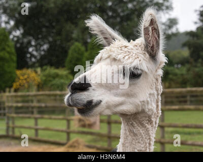 Domestic Alpaca Stock Photo