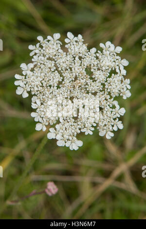 Daucus carota, Wild Carrot Stock Photo