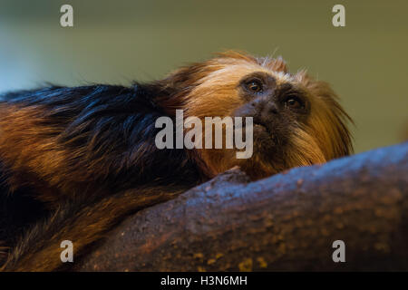 Golden-headed lion tamarin Stock Photo