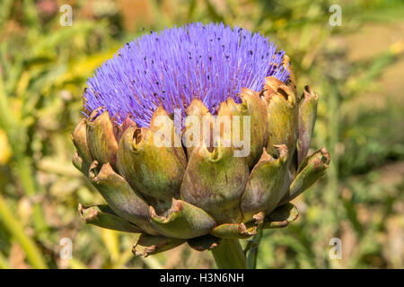 Cynara cardunculus var. scolymus, Globe Artichoke Stock Photo