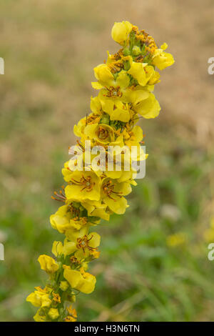 Verbascum thapsus, Common Mullein Stock Photo