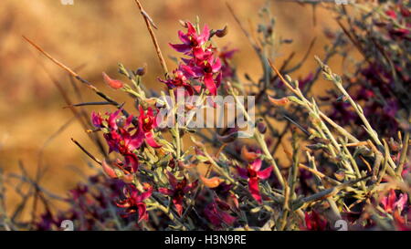 Closeup of chuparosa, hummingbird bush, or beloperone, Justicia californica. Sonoran Desert; California, USA Stock Photo