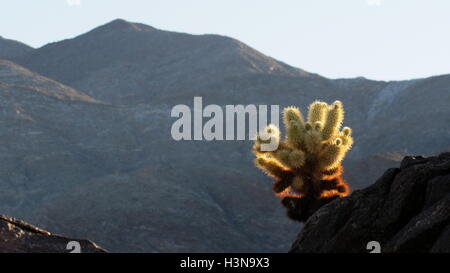 Teddy bear cholla cactus (Opuntia bigelovii) in sunlight on rocks with rock mountain background in Anza-Borrego Desert