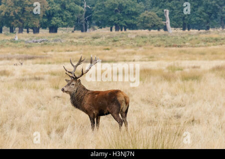 Red deer stag in Richmond Park, London England United Kingdom UK Stock Photo