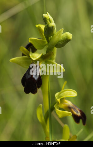 Wild Dark Bee Orchid aka Sombre Bee Orchid (Ophrys fusca). Flowers' stem over green out of focus background. Stock Photo
