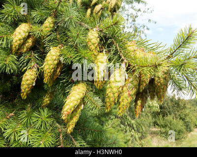 Young green pine cones dripping sap on the end of a branch. Stock Photo