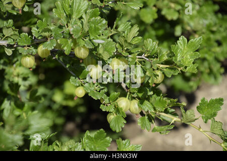 Gooseberries In The Garden On A Bed Young Leaves Of Gooseberry Stock Photo Alamy Happy holidays from gooseberry designs! alamy