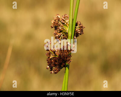 brown flowers of Common or Soft Rush (Juncus effusus) on crossing green stems with neutral background in Cumbria England Stock Photo